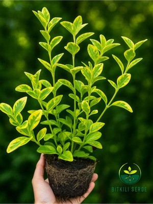 Die Grup Gardenbox Altuni Gold Taflan Çit Bitkisi, Sarı Taflan Fidanı, 30-40 Cm, 1 Saksıda 3 Kök