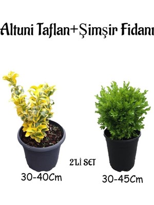 Die Grup Altuni TAFLAN(30-40CM)+ÇALI ŞIMŞIRI(30-45CM) 2'li Set Saksılı Bahçe Bitkisi, BTS001NA0920