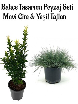 Die Grup Mavi Çim 1 Adet Saksılı (10-20CM)+YEŞIL TAFLAN(20-40CM) 1ADET Bahçe Seti, BTS0106NA12