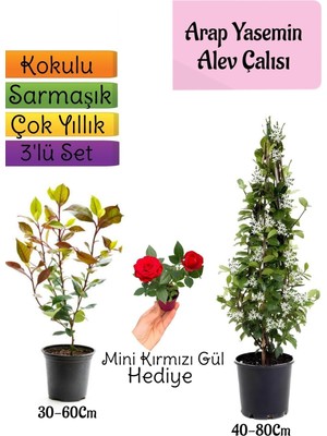 Die Grup Nura Botanik Mis Kokulu Arap Yasemini, Alev Çalısı Fidanı, Mini Gül Hediye 3'lü Set