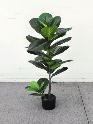 Die Grup Gardenbox Keman Yapraklı Kauçuk Çiçeği Fidanı, 60-80 Cm, Saksılı, Iç Mekan Bitkisi