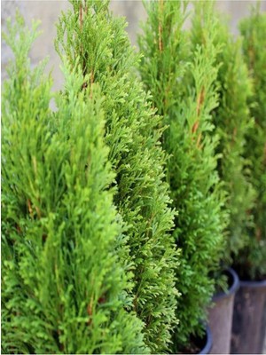 Die Grup Videolu Limon Kokulu Bahçe Çamı 1 Adet Saksılı/tüplü 30-50CM (Cupressus Macrocarpa)