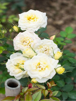 Die Grup Videolu Krem Beyazı 2 Adet Yediveren Kokulu Gül Fidanı Saksılı 50-75 cm (Cream White Rose)