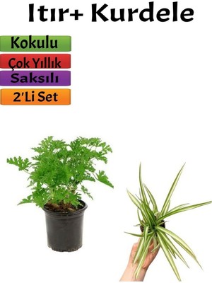 Die Grup Bahçe Seti Yoğun Kokulu Itır Çiçeği+ Kurdele (5-25 Cm) Saksılı Dış Mekan Bitkileri, BTSNU2102202413