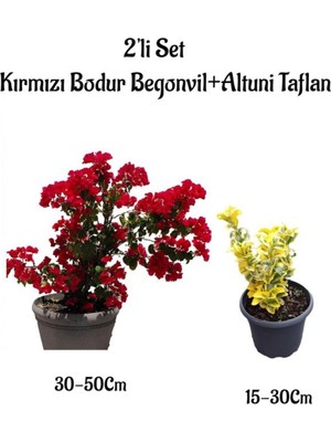 Die Grup Gardenbox Kırmızı Bodur Begonvil Çiçeği + Altuni Taflan Çit Bitkisi, 2'li Set, Dış Mekan Bitkileri