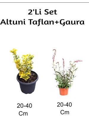 Die Grup Gardenbox Altuni Taflan + Gaura Çiçeği 2'li Set Dış Mekan Bitkisi, 20-40 Cm, Çok Renkli