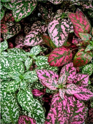 Die Grup Videolu Hostes Çiçeği Kırmızı-Pembe-Beyaz 3 Adet Saksılı 10-20 cm (Hipoestes Phyllostachya)