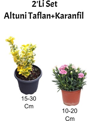 Die Grup Nura Botanik 2'li Set Altuni Taflan Fidanı + Pembe Karanfil Çiçeği, Dış Mekan Bitkisi