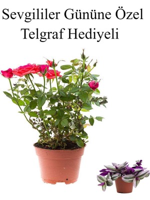 Die Grup Nura Botanik Kadınlar Gününe Özel Kırmızı Renk Bodur Gül Fidanı, Helen Saksı, Telgraf Hediyeli