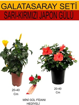 Die Grup 2'li Takım Seti Sarı-Kırmızı Japon Gülü+Hediyelik Kırmızı Gül Fidanı, BTSNU08042433