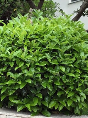 Die Grup Videolu Kartopu Çiçeği Fidanı Ithal 1 Adet Saksılı 50-80 cm (Viburnum Lucidum)