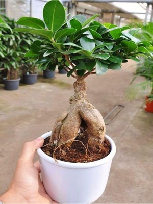 Die Grup Videolu Bonsai Fidanı 1 Adet Saksılı 20-40 cm Iç Mekan Salon Bitkisi (Ficus Bonsai)
