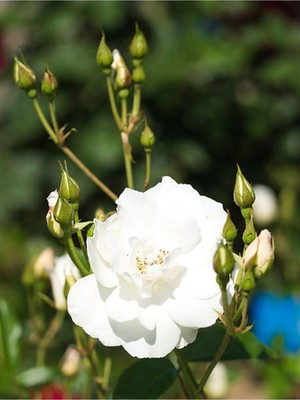 Die Grup Videolu Beyaz Gül Fidanı Yoğun Kokulu Saksılı 1 Adet [50-70CM ] Dış Mekan [white Rose]