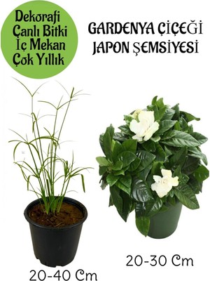 Die Grup Gardenbox Japon Şemsiyesi Saksılı + Kokulu Gardenya Çiçeği Saksılı Salon Seti