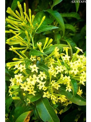 Die Grup Videolu Gece Sefası Melisa Limon Çiçeği 1 Adet Saksılı/tüplü 30-60CM Bahçe Bitkisi (Cestrum Parqui)