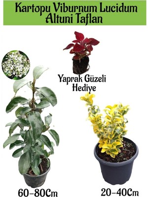 Die Grup Kampanyalı Kartopu Viburnum Lucidum 1 Adet Altuni Taflan 1 Adet Yaprak Güzeli Hediye Bahçe Bitkisi, BTS1852024NA11