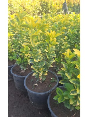 Die Grup Serada Decor & Plant Sarı Taflan Fidanı, 1 Adet, Saksılı, 25-40CM, Dış Mekan Çit Bitkisi