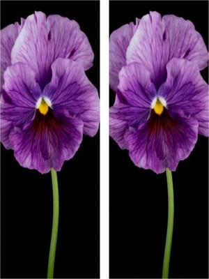 Die Grup Videolu 30 Adet Beyaz Mor Heraci Menekşe Çiçeği Fidanı5-15 cm Saksılı Çiçekli Bodur Bitkiler Viola
