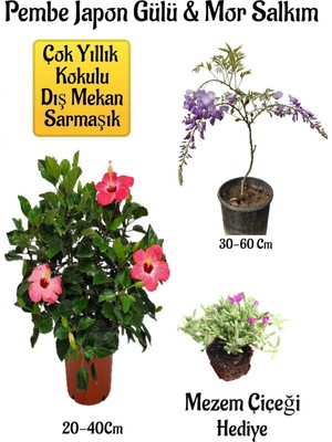 Die Grup Pembe Japon Gülü Çiçeği+Mor Salkım Ağacı Fidanı Mezem Çiçeği Hediyeli Bahçe Peyzaj Seti