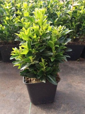 Die Grup Nura Botanik Euonymus Japonicus Yeşil Taflan Bitkisi, Saksılı, 30-40CM, Çit Bitkisi