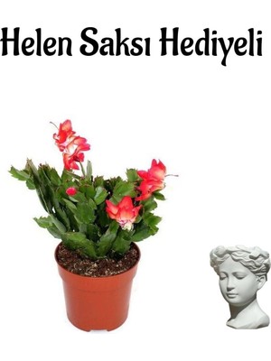 Die Grup Nura Botanik Helen Saksı Kırmızı Yılbaşı Çiçeği, Hediyelik Bodur Bitki