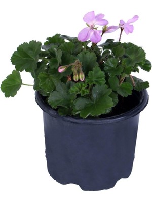 Die Grup Sardunya Çiçeği Saksı'da - Pelargonium - Pembe Renk