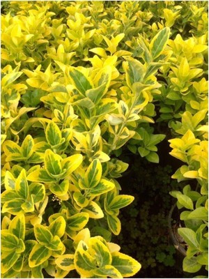 Die Grup Gardenbox Gold Taflan Çiçeği Fidanı, 30-50 Cm, 1 Adet Saksılı Dış Mekan Bitkisi