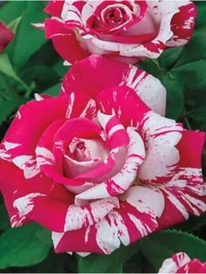 Die Grup Gardenbox Magic Rose Sihirbaz Gülü Çiçeği Fidanı, 25-40 Cm, Saksılı, Bodur Bitkiler