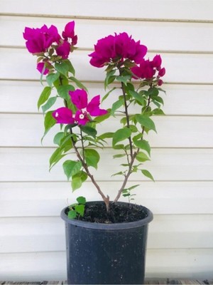 Die Grup Nura Botanik Bodur Begonvil Saksılı, 70-80 cm Boy, Bougainvillea, Mor