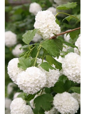 Die Grup Gardenbox Viburnum Kartopu Çiçeği Fidanı, 35-65CM, Saksılı Tüplü, 1 Adet