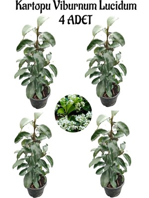 Die Grup Kartopu Viburnum Lucidum 4 Adet 60-80 cm Saksılı Dış Mekan Bahçe Peyzaj Çit Bitkisi, BTS011705NA12