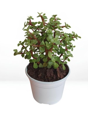 Die Grup Gardenbox Yeşim Para Çiçeği, 20-30 Cm, Saksılı, Yenilebilir, Salon Bitkisi