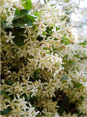 Die Grup Bitkim Sende Yoğun Kokulu Arap Yasemin Çiçeği, 40-50 Cm, Saksılı, Star Jasmine