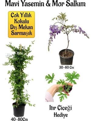 Die Grup Gardenbox Mavi Yasemin Çiçeği, Mor Salkım Ağacı Fidanı, Itır Çiçeği Hediyeli Peyzaj Seti, Çok Renkli