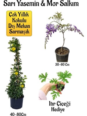 Die Grup Nura Botanik Sarı Yasemin Çiçeği, Mor Salkım Ağacı Fidanı, Itır Çiçeği Hediyeli Peyzaj Seti
