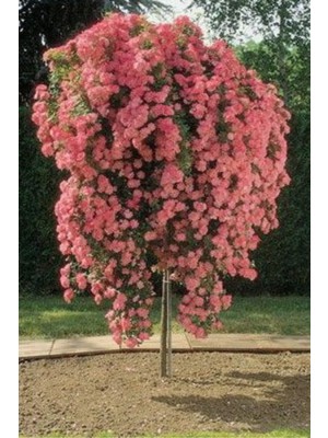 Die Grup Nura Botanik Karmen Pembe Sarmaşık Gül, Saksılı, Dikime Hazır, 15-30CM