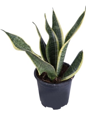 Die Grup Nura Botanik Paşa Kılıcı, Saksıda, Peygamber Kılıcı, Sansevieria 30-40 cm