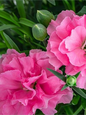 Die Grup Nura Botanik Açık Pembe Karanfil Çiçeği Kokulu Pink Dianthus Saksılı 15-25CM