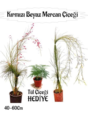 Die Grup Serada Decor & Plant Kırmızı Mercan-Beyaz Mercan Çiçeği 2 Adet + Tül Çiçeği Hediyeli Bahçe Bitkisi, 40-60 cm
