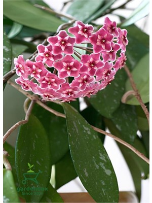 Die Grup Nura Botanik Koyu Pembe Hoya Carnosa Mum Çiçeği, 30-50 Cm, Sarmaşık Bitki