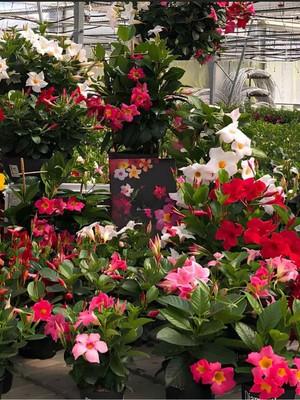 Die Grup Gardenbox Karışık Renkli Mandevilla Pembe-Kırmızı-Beyaz 30-60 cm Bol Çiçekli Sarmaşık Bitki