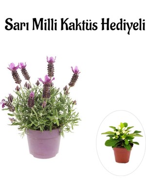 Die Grup Nura Botanik Mis Kokulu Mor Lavanta Fidanı, Sarı Milli Kaktüs Hediyeli
