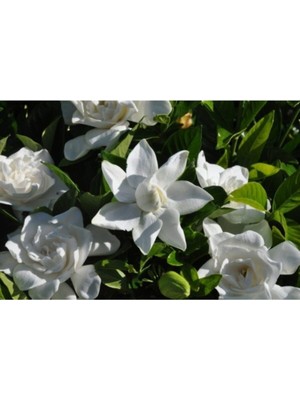 Die Grup Nura Botanik Gardenya Çiçeği Fidanı, 30-50 Cm, Torbalı/saksılı