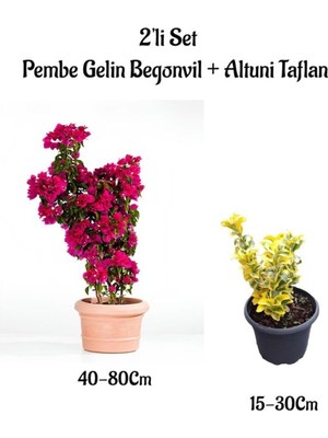 Die Grup Gardenbox Pembe Gelin Begonvil Çiçeği 40-80 cm + Altuni Taflan Çit Bitkisi 2'li Set