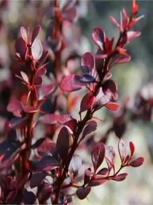 Die Grup Gardenbox Berberis Çiti Çiçeği Fidanı, 40-60 Cm, Tüplü, Çiçekli Bodur Bitkiler