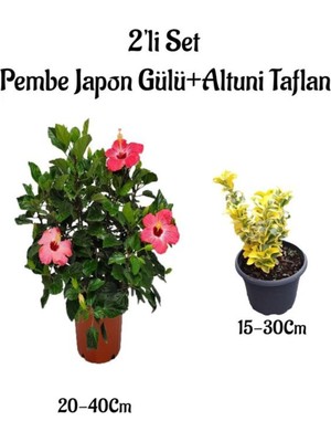Die Grup Nura Botanik Pembe Japon Gülü Çiçeği + Altuni Taflan Çit Bitkisi 2'li Set, Dış Mekan Bitkileri