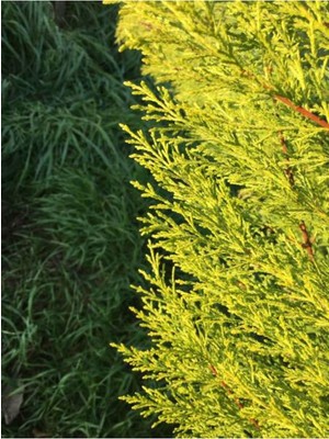 Die Grup Nura Botanik Limoni Servi Çam Fidanı, Salon Çamı, 35-40 Cm, Limon Kokulu, Çok Renkli