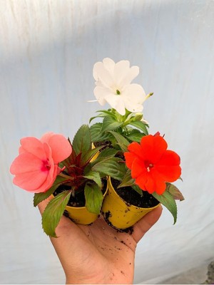 Die Grup Gardenbox Cam Güzeli Çiçeği, 2 Adet, 10-15 Cm, Tüplü, Çiçekli Bodur Bitkiler, Karışık Renkler