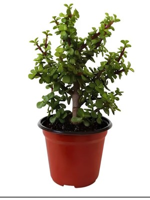 Die Grup Serada Decor & Plant Portulacaria Afra Yeşim Para Çiçeği, Saksılı, 20-30 Cm, Yeşil, Ofis Hediyelik Iç Mekan Bitkisi