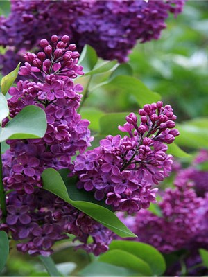 Die Grup Nura Botanik Mor Renkli Leylak Ağacı Fidanı, 30-70 Cm, 1 Adet Saksılı, Syringa Vulgaris